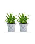 6Inch Size Planter