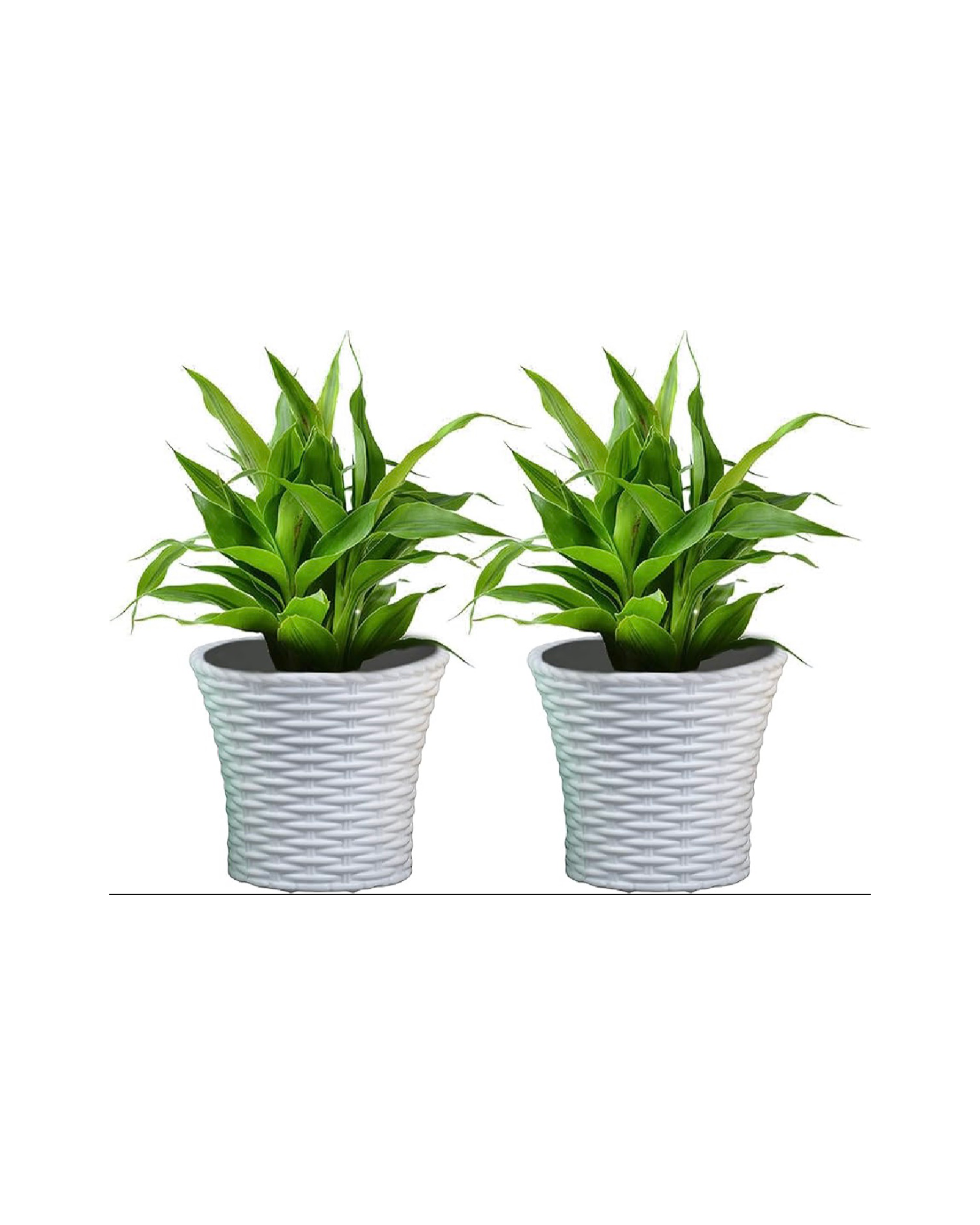 6Inch Size Planter
