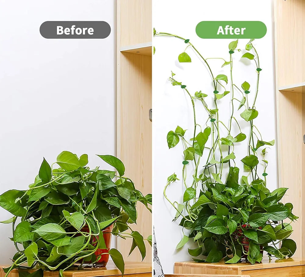 Plant Support Climbers