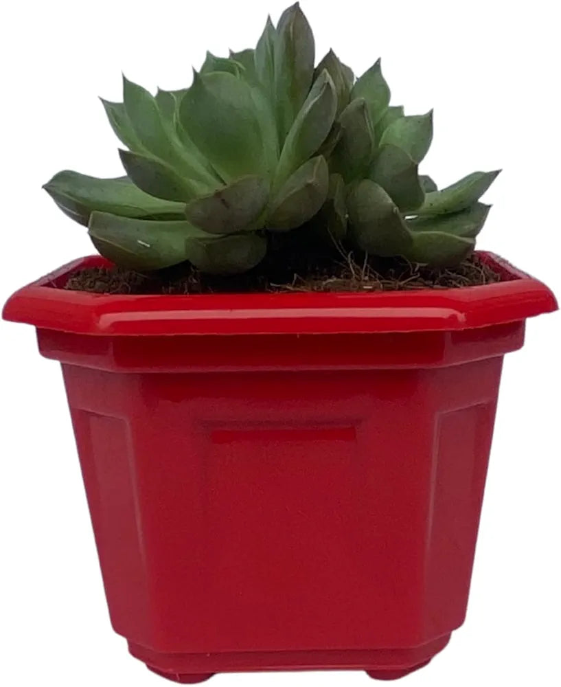 Plastic Pot